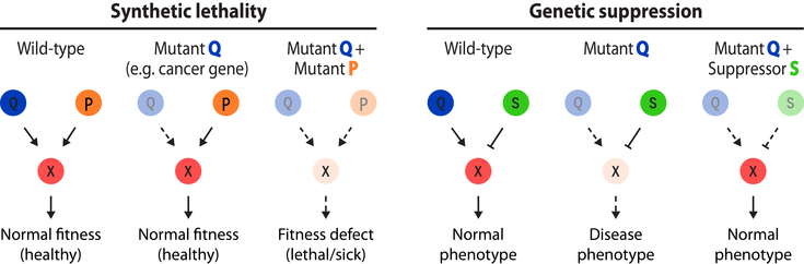 genetic interactions gene center munich lmu munich drug lethality chart
