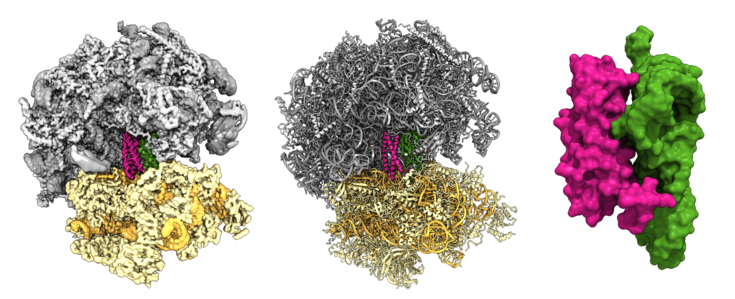 beckmann_buschauer_summary_fig