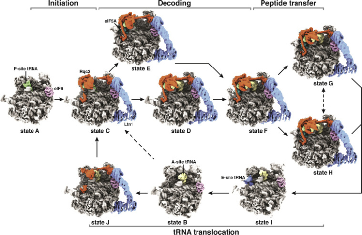 beckmann_molcell23_graphic