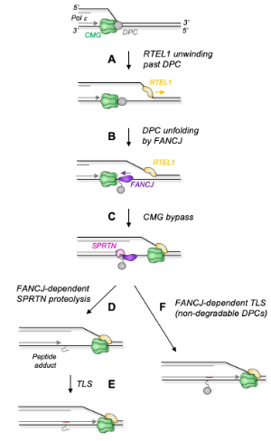 fig7