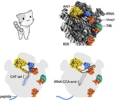 img cat ribosome