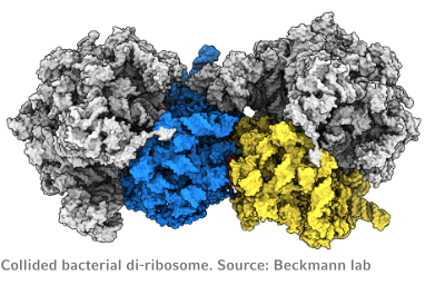 pub_Beckmann_Nature2022