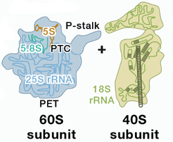 ribosomal_subunits400px