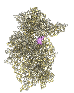 ribosome_beckmann_sarscov2