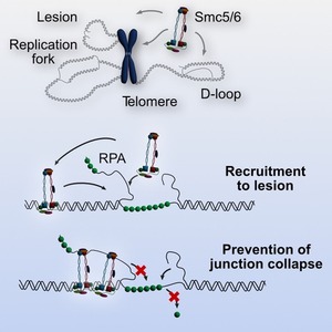 stigler-cellrep22_graphabstract