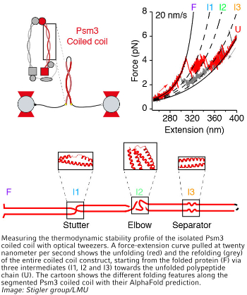 stigler_jbiophys22