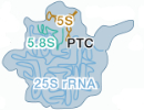 teaser_ribosomal_subunits