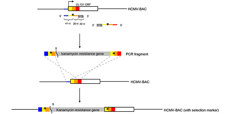 cmv vectors