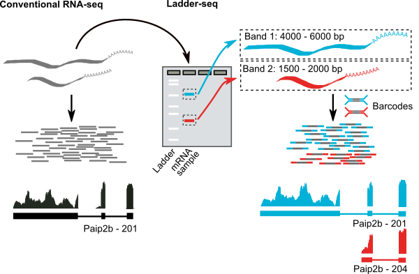 figure_1_without_gel_small