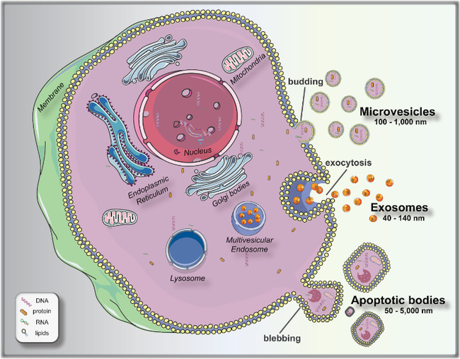 biogenesis