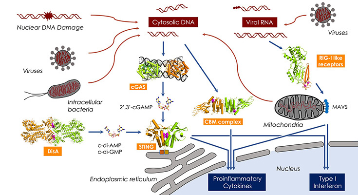 innate immunity