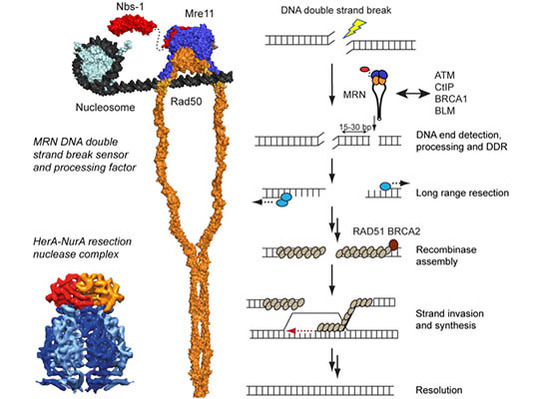 genome_maintenance