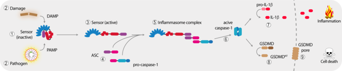 Inflammasome