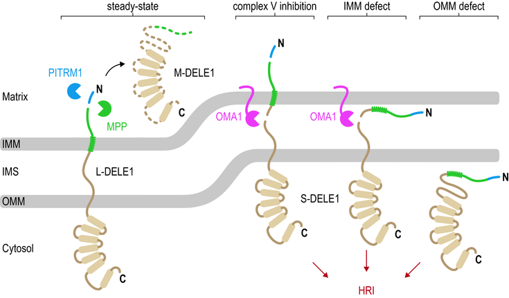 dele1_import_scheme 08