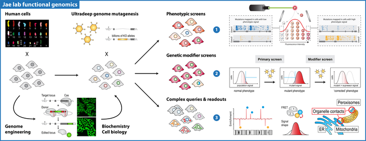 haploid_genetics_13