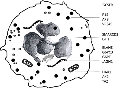 neutrophil granulocytes1