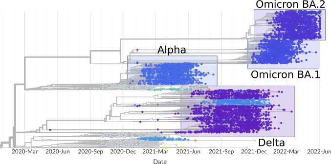 SARS_CoV-2_phylogeny