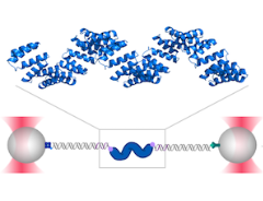 Folding of CTPR proteins with optical tweezers