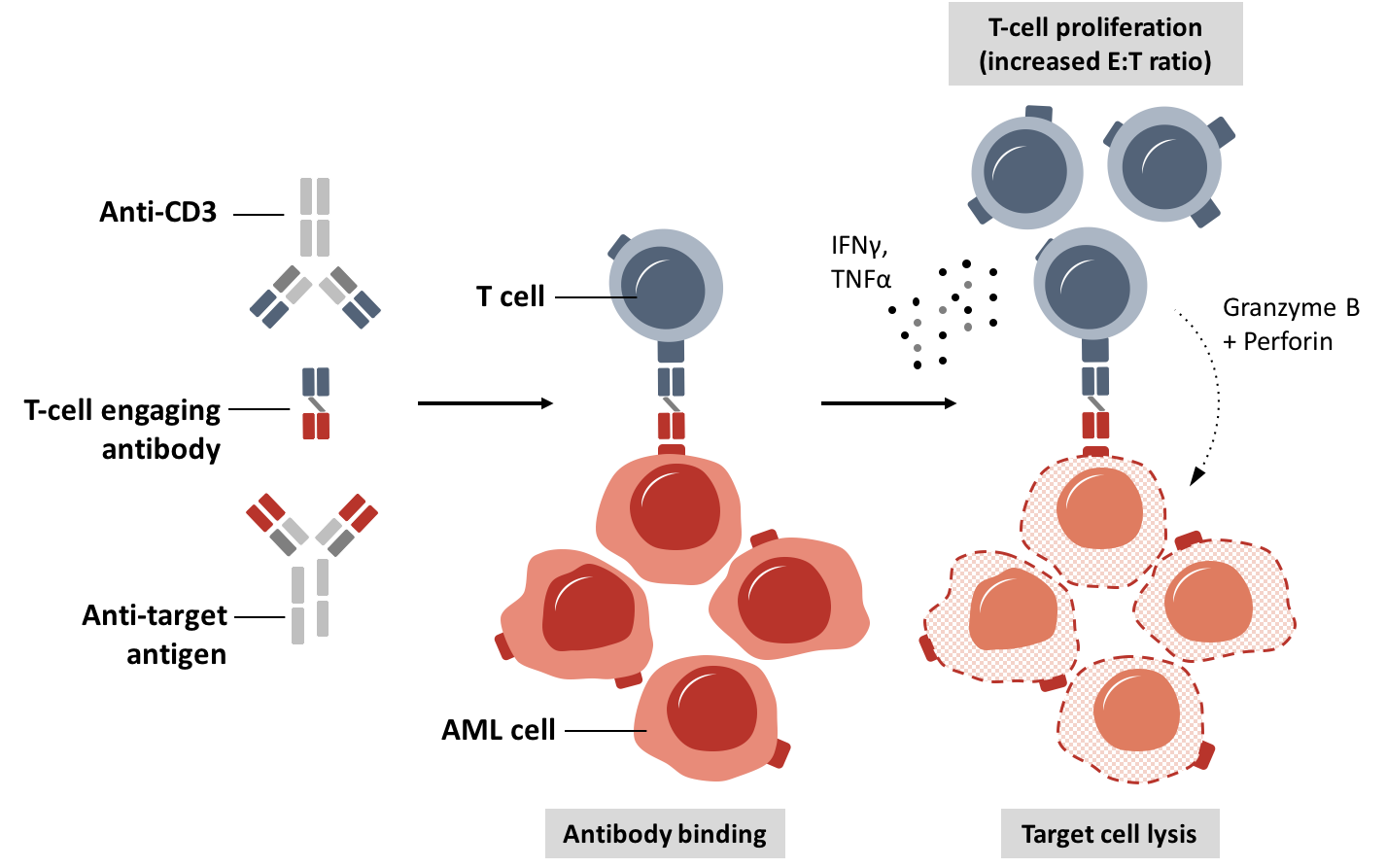 Research_Antibodies_2