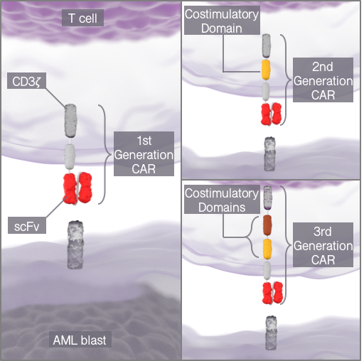 Research_CART_cells